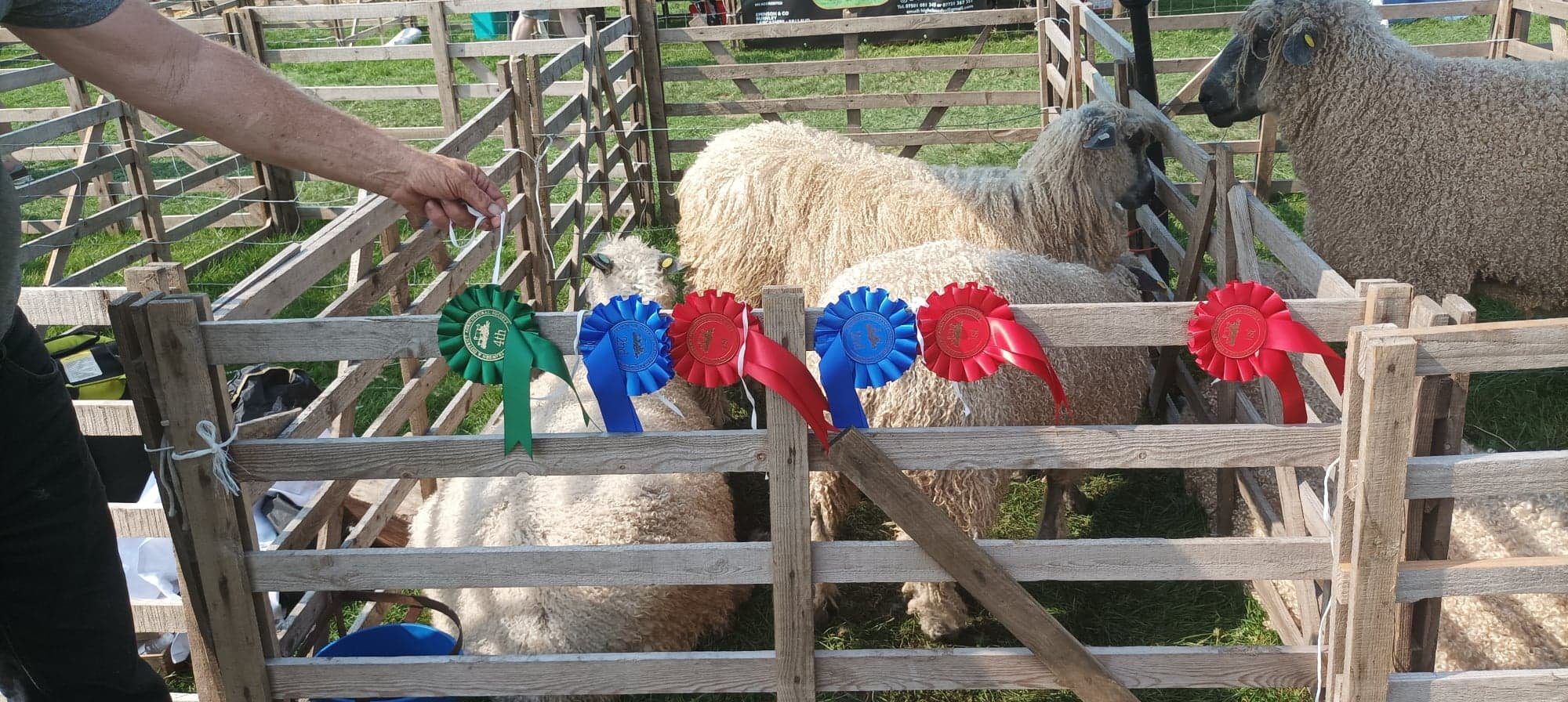 Trawden Show 2022 Wensleydale Sheep Wensleydale Longwool Sheep