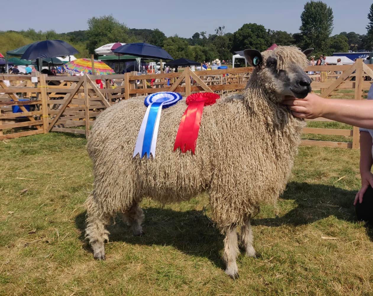 Ripley Show 2022 Wensleydale Sheep Wensleydale Longwool Sheep