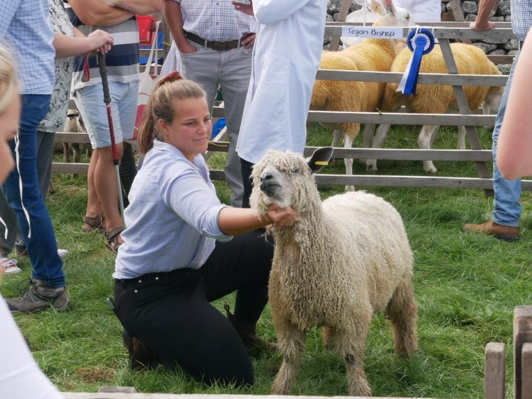 Malham Show 2022 Wensleydale Sheep Wensleydale Longwool Sheep