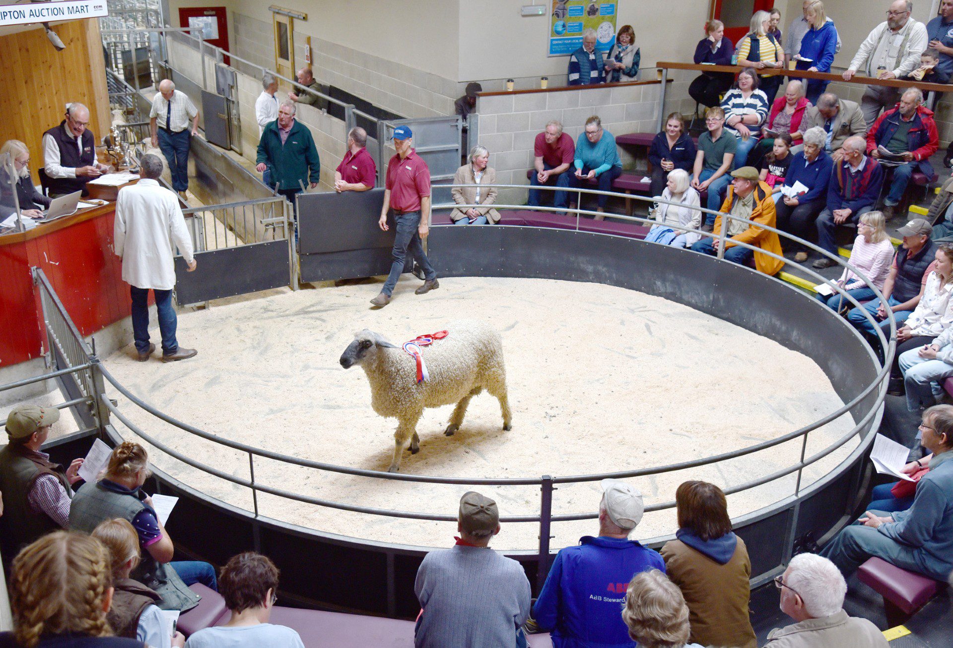 thumbnail_CCM Wensleydale 30.08.25 Sherwin champ ring pic